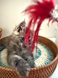 Load image into Gallery viewer, Black Smoke Maine Coon male - march / Located in Ottawa areaM
