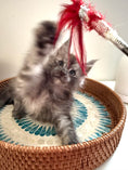 Load image into Gallery viewer, Black Smoke Maine Coon male - march / Located in Ottawa areaM
