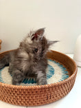 Load image into Gallery viewer, Black Smoke Maine Coon male - march / Located in Ottawa areaM
