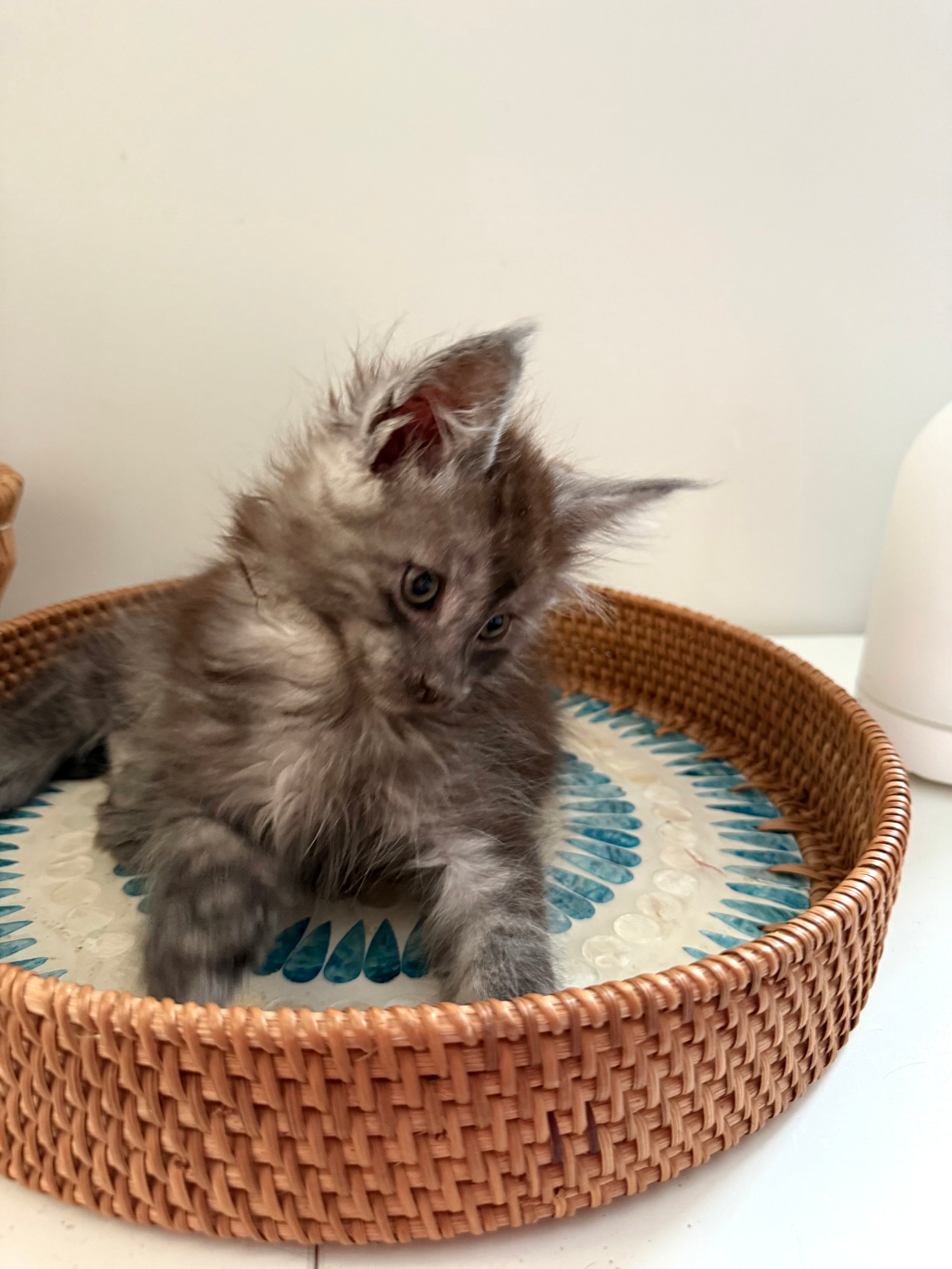 Black Smoke Maine Coon male - march / Located in Ottawa areaM