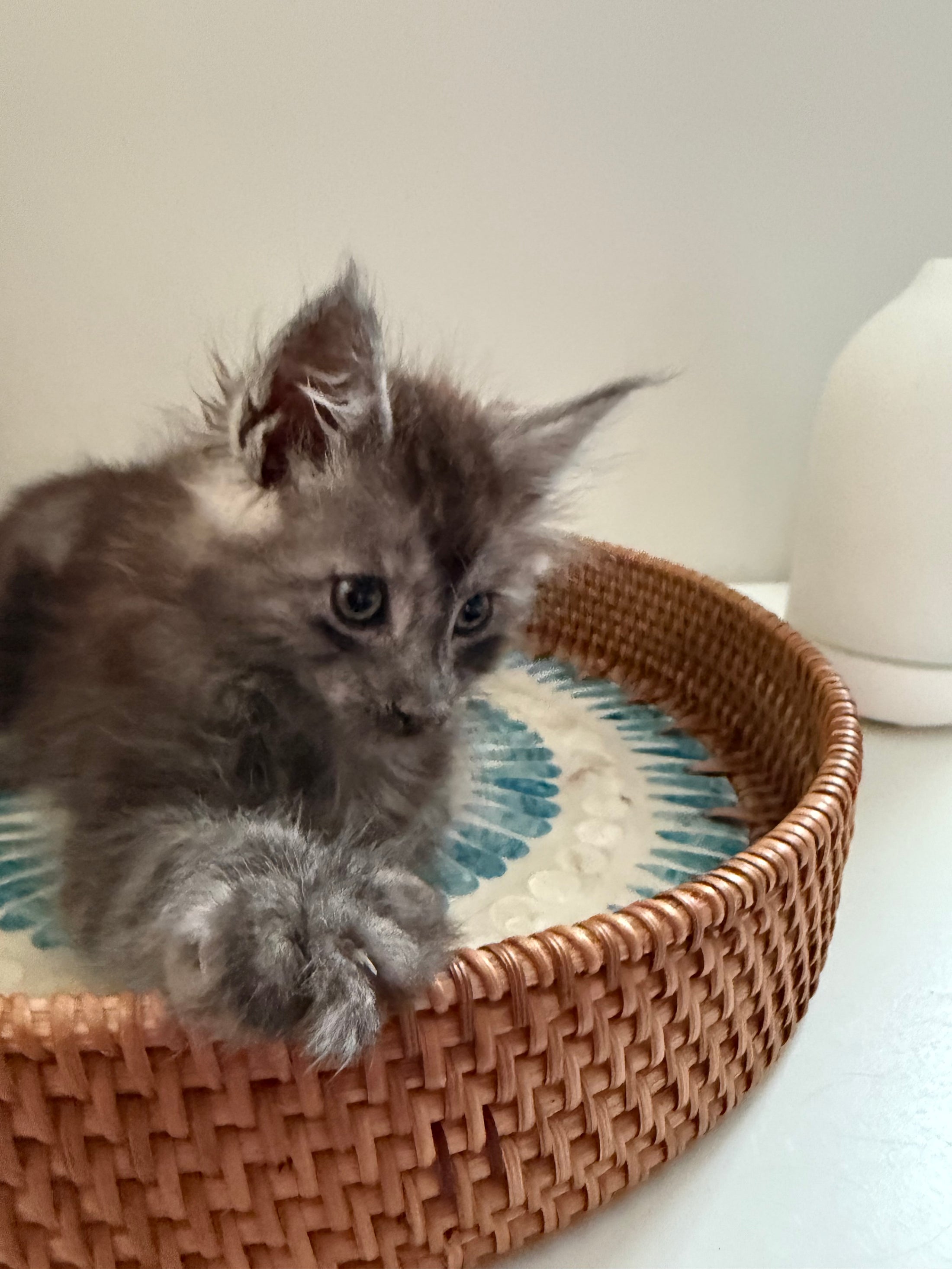 Black Smoke Maine Coon male - march / Located in Ottawa areaM