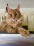 Load image into Gallery viewer, Cream Tabby Maine Coon female / Located in Ottawa area Barrhaven / 2 year old
