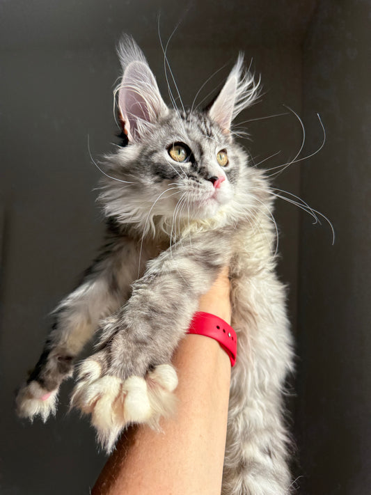 Black Silver Maine Coon male with white 2  / Located in Ottawa area
