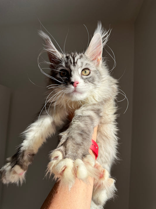 Black Silver Maine Coon male with white 2  / Located in Ottawa area