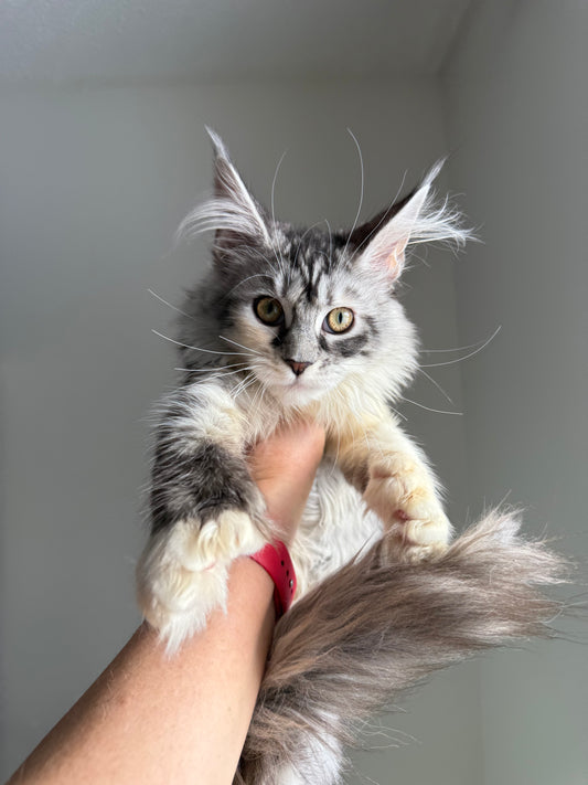 Black Silver Torbie with white Maine Coon Polydactyl female 1 - located in Ottawa area