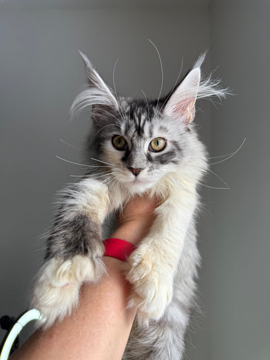 Black Silver Torbie with white Maine Coon Polydactyl female 1 - located in Ottawa area