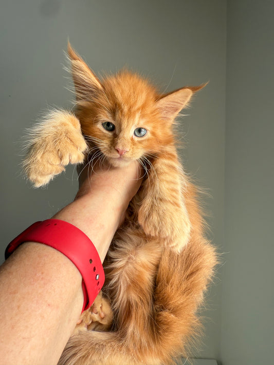Red Maine Coon Polydactyl male / Located in Ottawa area