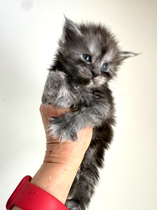 Black Smoke Maine Coon Male / Located in Ottawa area