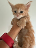 Load image into Gallery viewer, Red Maine Coon Polydactyl male / Located in Ottawa area
