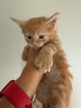 Load image into Gallery viewer, Red Maine Coon Polydactyl male / Located in Ottawa area
