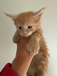 Load image into Gallery viewer, Red Maine Coon Polydactyl male / Located in Ottawa area
