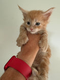 Load image into Gallery viewer, Red Maine Coon Polydactyl male / Located in Ottawa area
