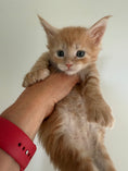 Load image into Gallery viewer, Red Maine Coon Polydactyl male / Located in Ottawa area
