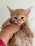 Load image into Gallery viewer, Red Maine Coon Polydactyl male / Located in Ottawa area

