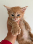 Load image into Gallery viewer, Red Maine Coon Polydactyl male / Located in Ottawa area
