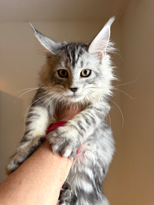 Black Silver Maine Coon female/ Located in Ottawa area