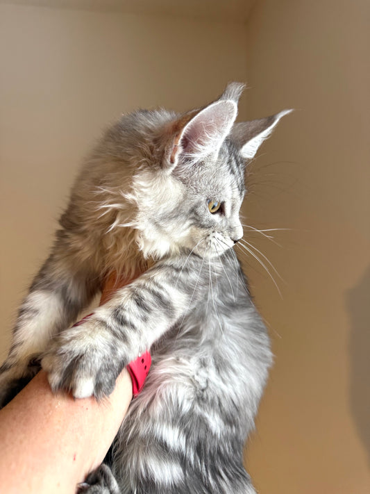Black Silver Maine Coon female/ Located in Ottawa area
