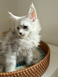 Load image into Gallery viewer, Black Silver Shaded Maine Coon female / Located in Ottawa area
