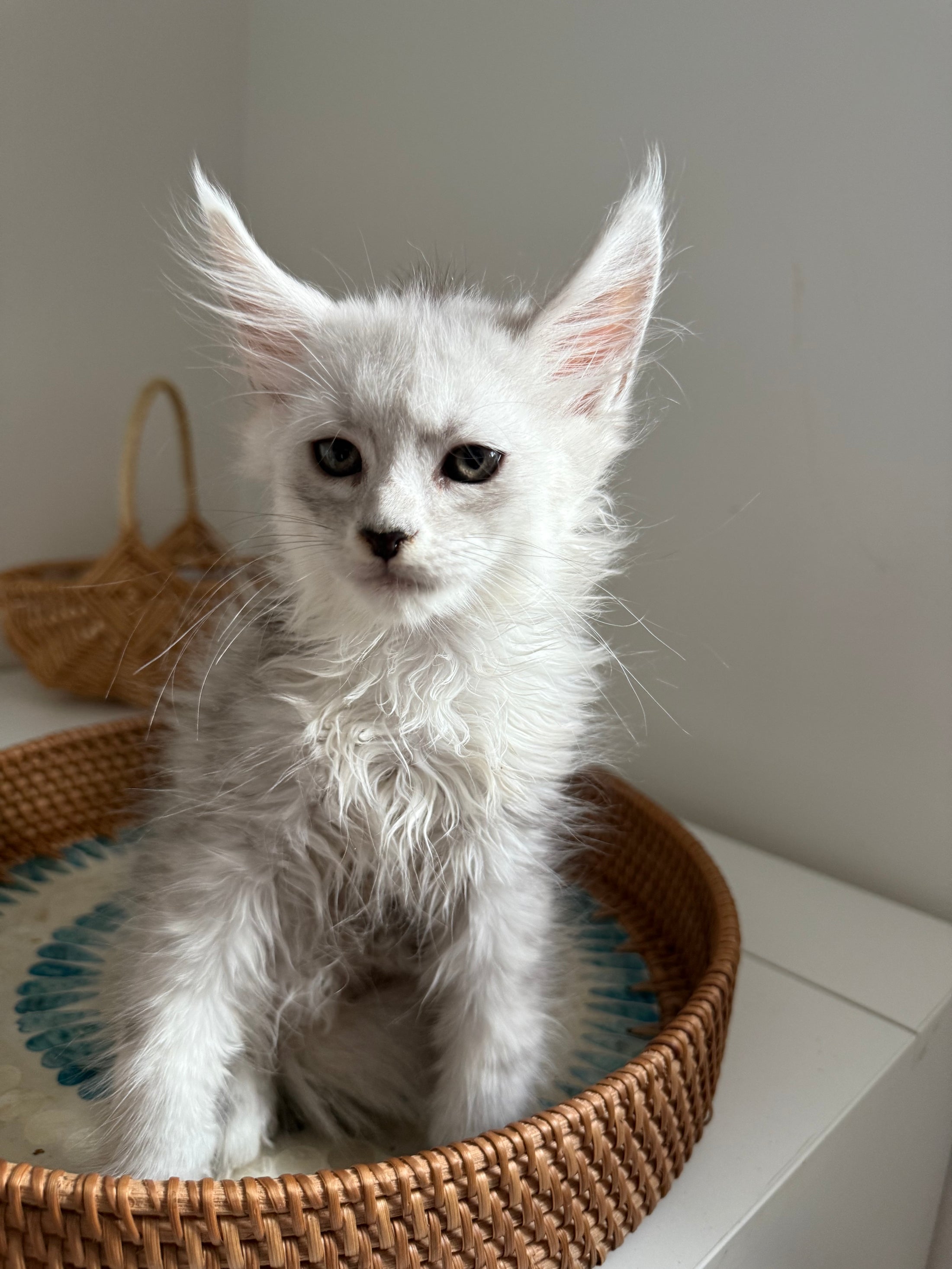 Black Silver Shaded Maine Coon female / Located in Ottawa area