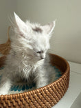Load image into Gallery viewer, Black Silver Shaded Maine Coon female / Located in Ottawa area
