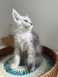 Load image into Gallery viewer, Black Silver Shaded Maine Coon female / Located in Ottawa area
