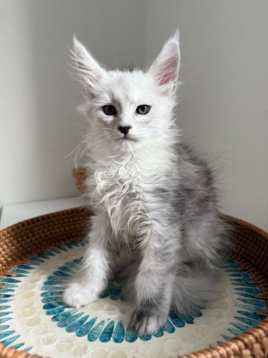Black Silver Shaded Maine Coon female / Located in Ottawa area
