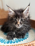 Load image into Gallery viewer, Black Marble Maine Coon female/ Located in Ottawa area
