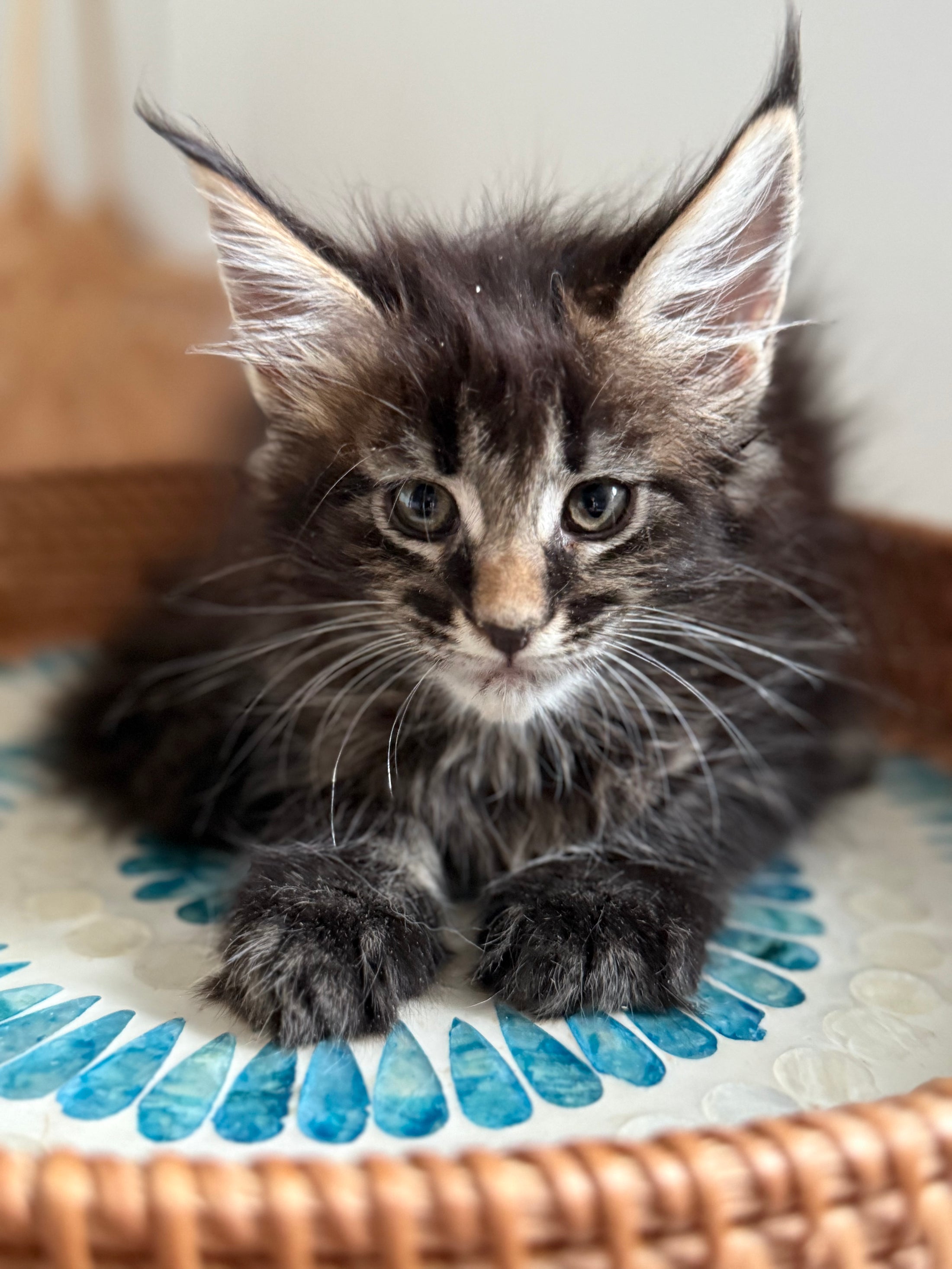Black Marble Maine Coon female/ Located in Ottawa area