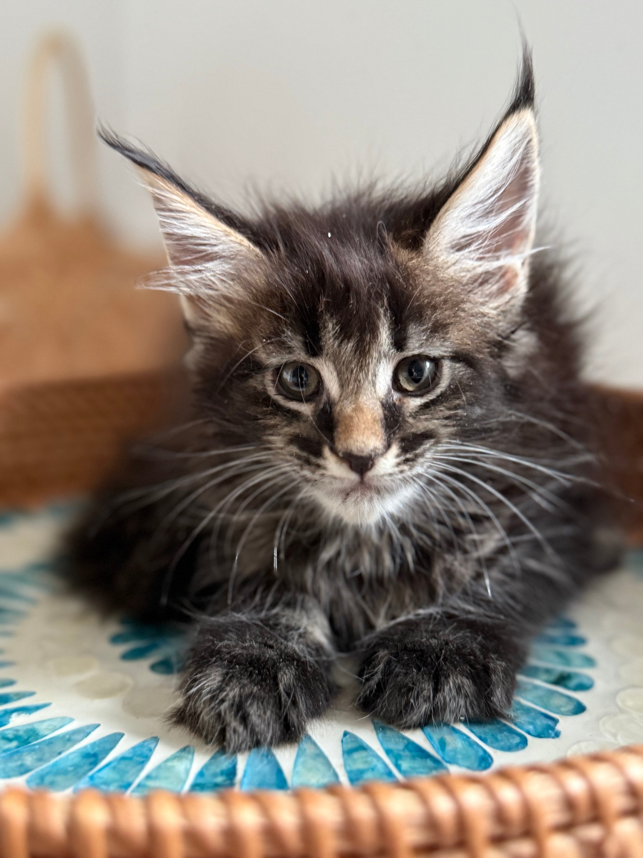 Black Marble Maine Coon female/ Located in Ottawa area