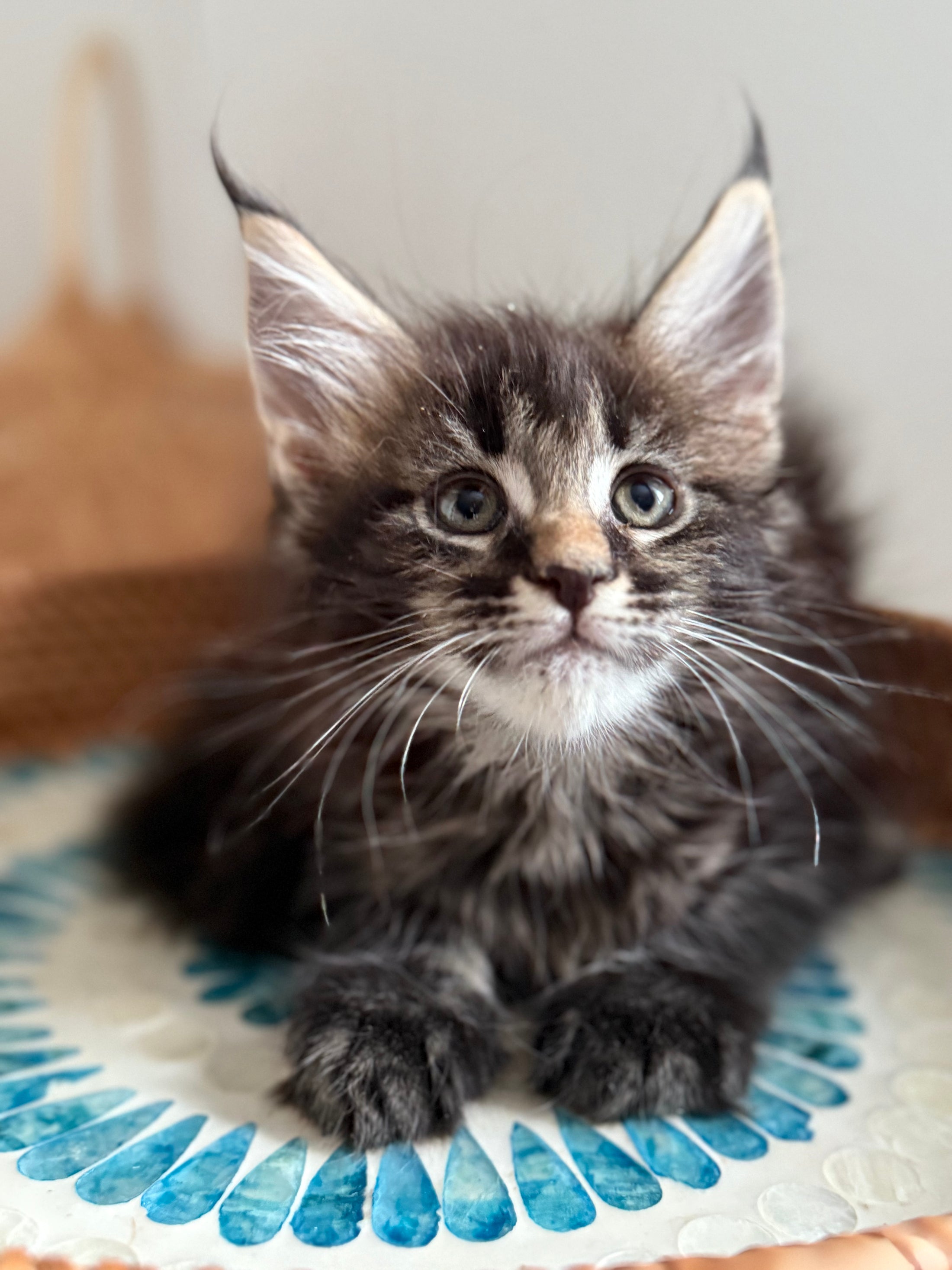 Black Marble Maine Coon female/ Located in Ottawa area