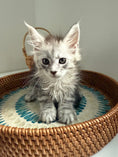 Load image into Gallery viewer, Pale Silver Maine Coon female/ Located in Ottawa area
