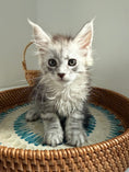 Load image into Gallery viewer, Pale Silver Maine Coon female/ Located in Ottawa area
