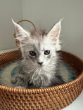 Load image into Gallery viewer, Pale Silver Maine Coon female/ Located in Ottawa area

