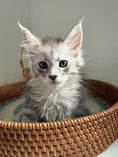 Load image into Gallery viewer, Pale Silver Maine Coon female/ Located in Ottawa area

