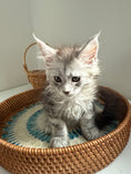 Load image into Gallery viewer, Pale Silver Maine Coon female/ Located in Ottawa area
