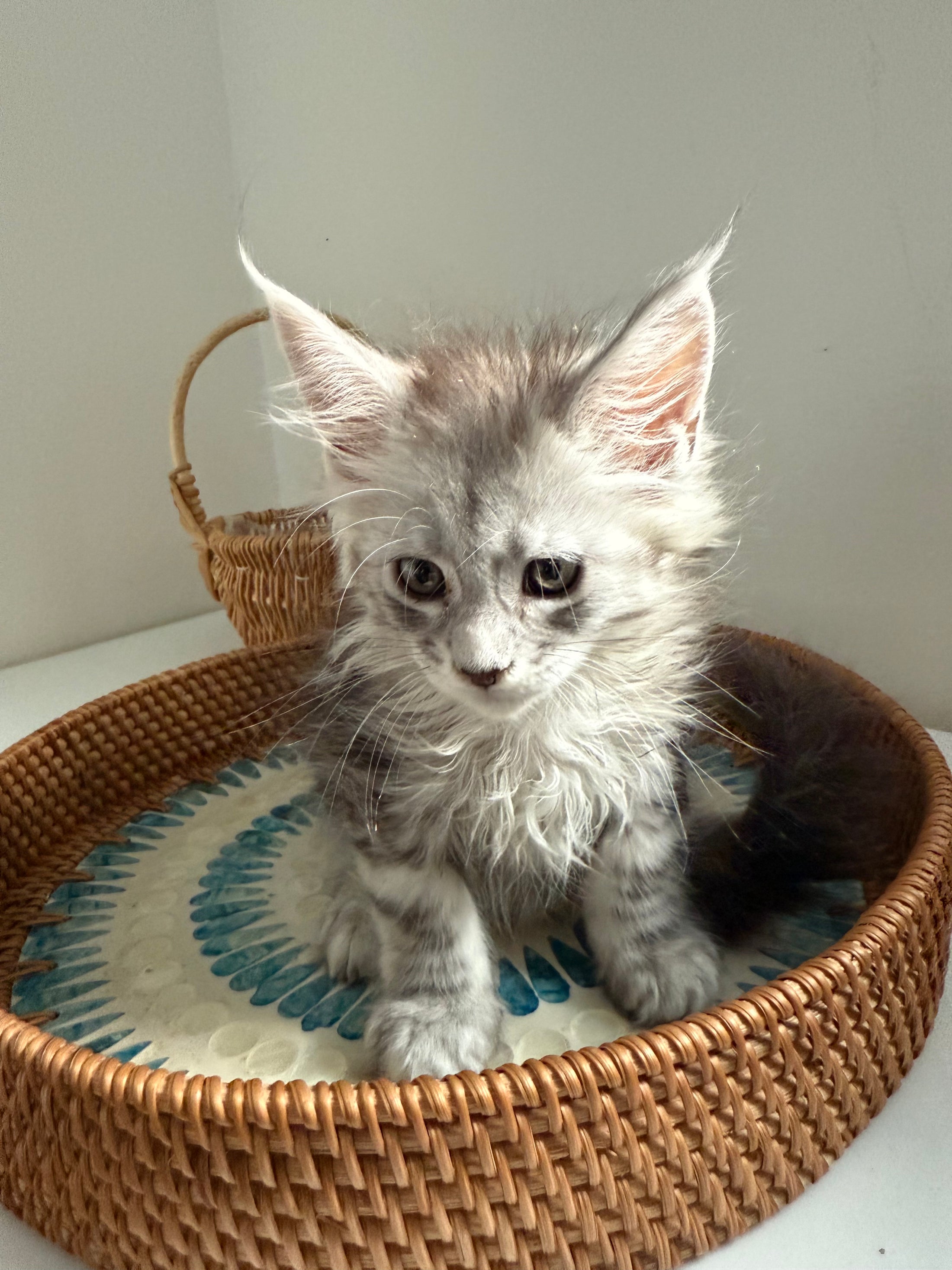 Pale Silver Maine Coon female/ Located in Ottawa area