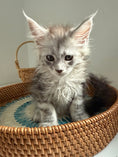 Load image into Gallery viewer, Pale Silver Maine Coon female/ Located in Ottawa area
