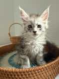 Load image into Gallery viewer, Pale Silver Maine Coon female/ Located in Ottawa area
