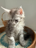 Load image into Gallery viewer, Pale Silver Maine Coon female/ Located in Ottawa area
