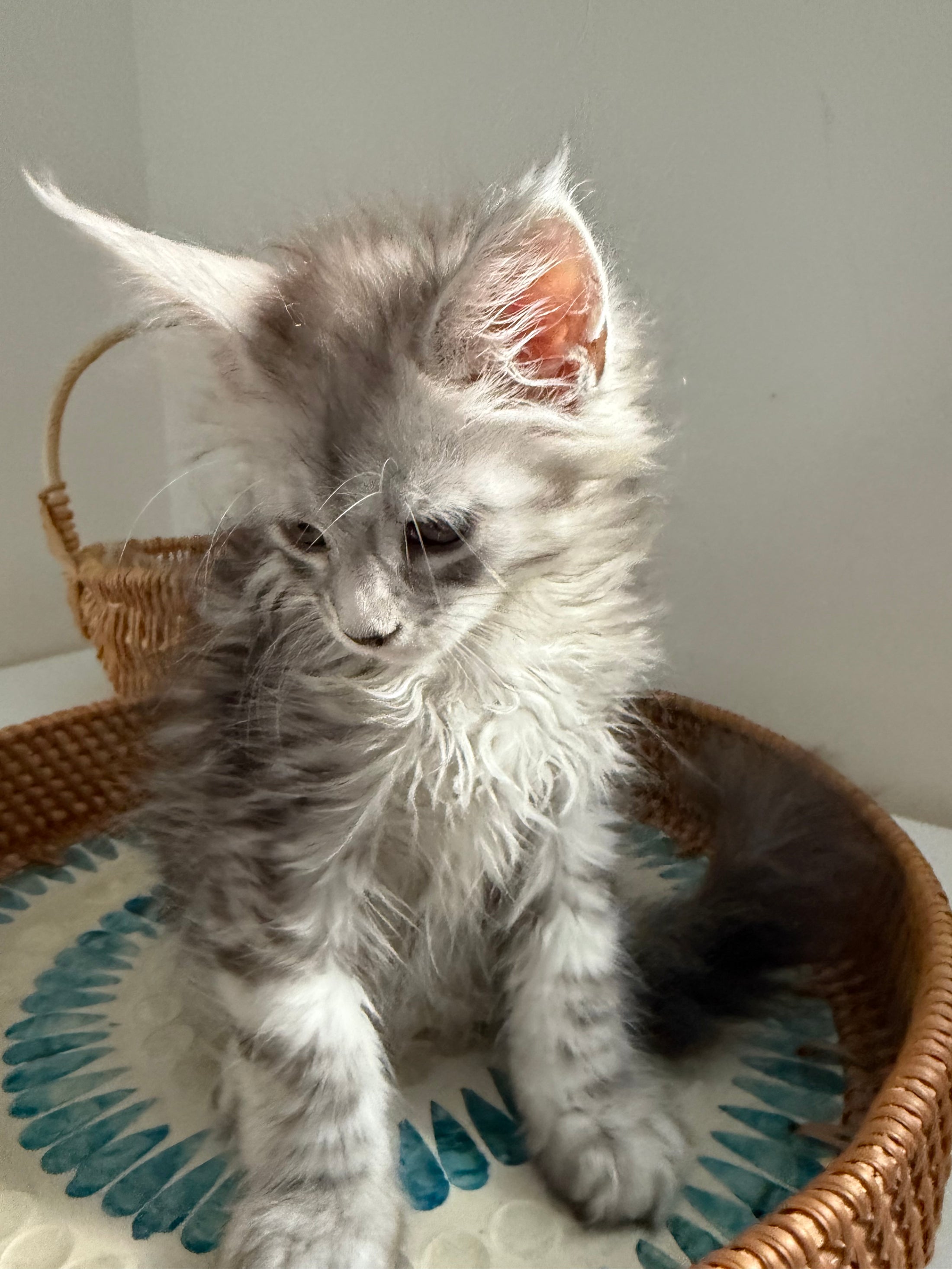 Pale Silver Maine Coon female/ Located in Ottawa area