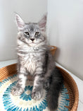 Load image into Gallery viewer, Black Silver Maine Coon male / Located in Ottawa area
