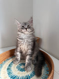 Load image into Gallery viewer, Black Silver Maine Coon male / Located in Ottawa area
