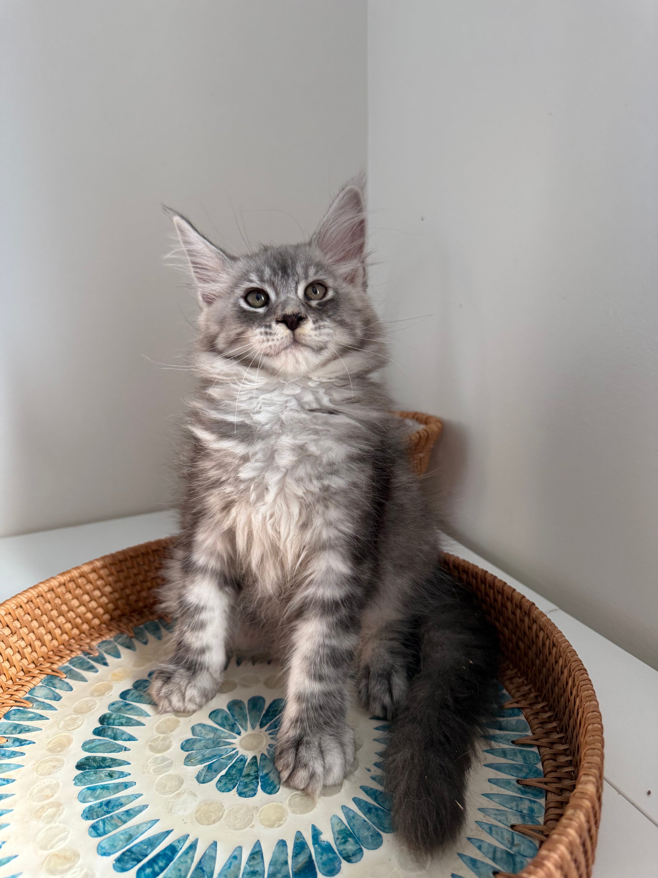 Black Silver Maine Coon male / Located in Ottawa area