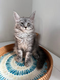 Load image into Gallery viewer, Black Silver Maine Coon male / Located in Ottawa area
