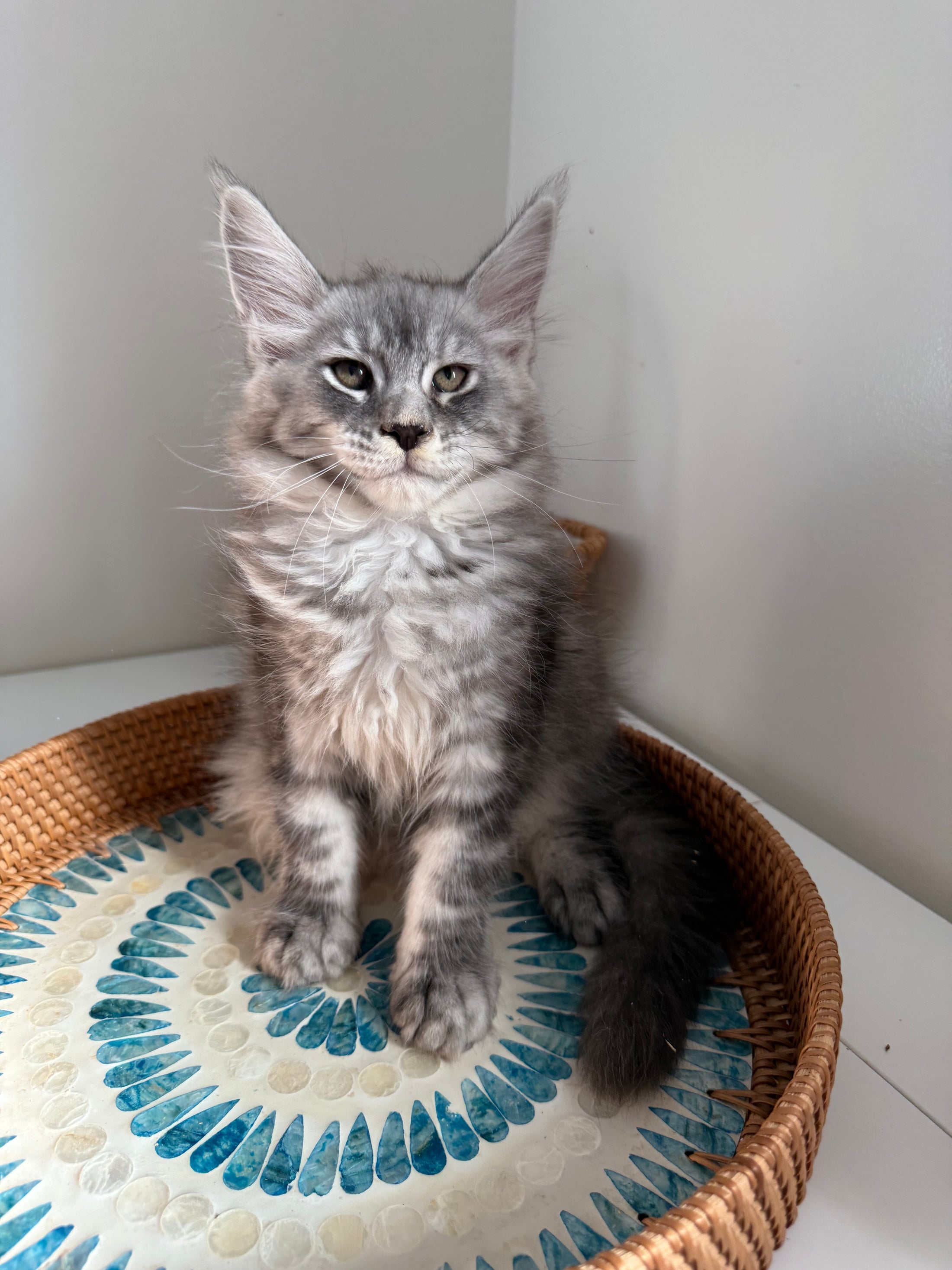 Black Silver Maine Coon male / Located in Ottawa area