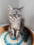 Load image into Gallery viewer, Black Silver Maine Coon male / Located in Ottawa area
