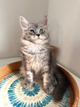 Load image into Gallery viewer, Black Silver Maine Coon male / Located in Ottawa area
