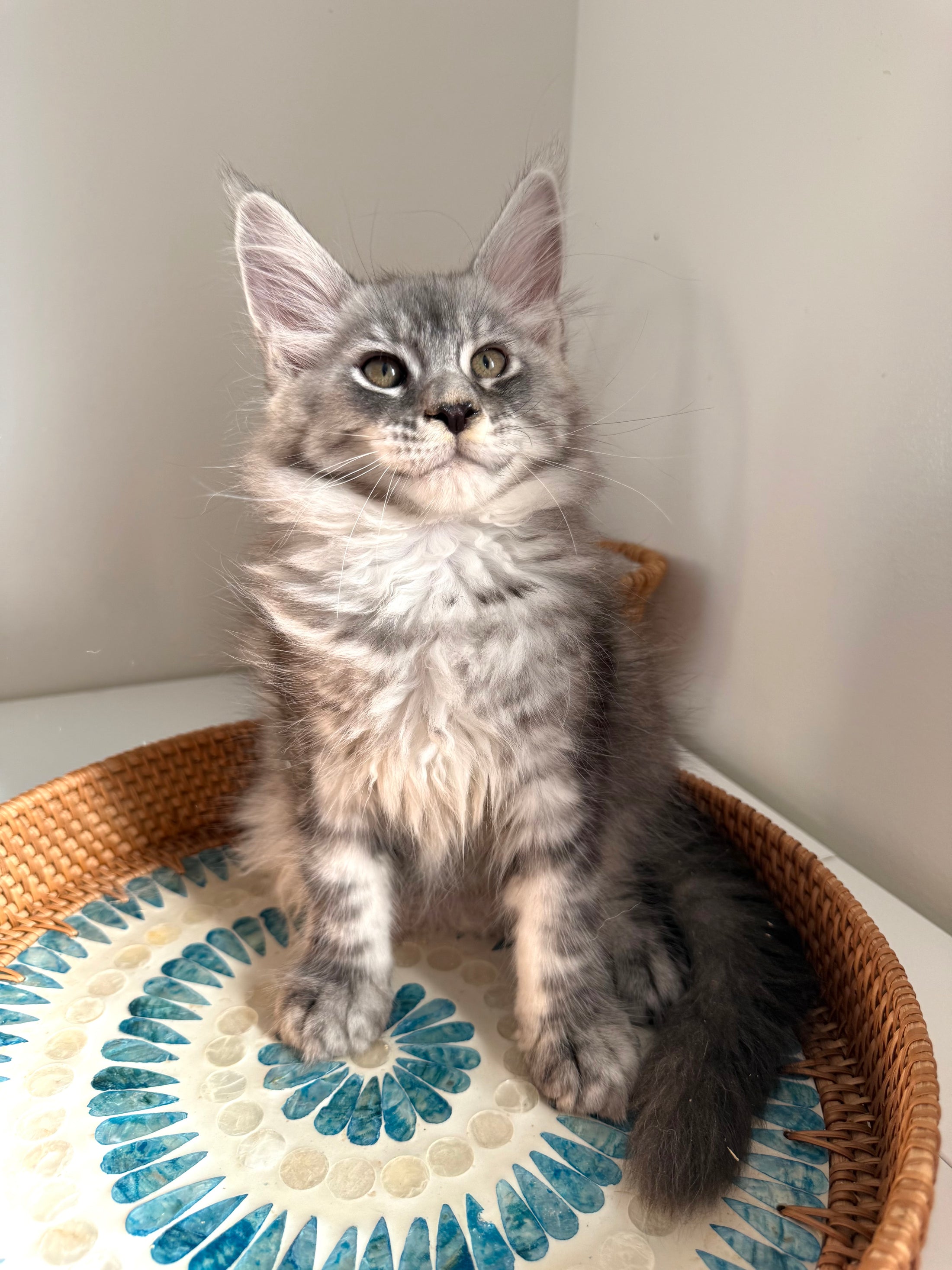Black Silver Maine Coon male / Located in Ottawa area
