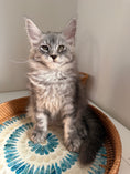 Load image into Gallery viewer, Black Silver Maine Coon male / Located in Ottawa area
