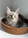 Load image into Gallery viewer, Black Silver Maine Coon male / Located in Ottawa area
